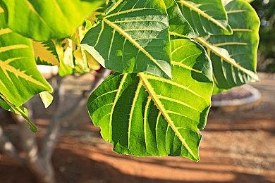 Epic愚人节整活宣布正式收购Steam 小黄油全部免费